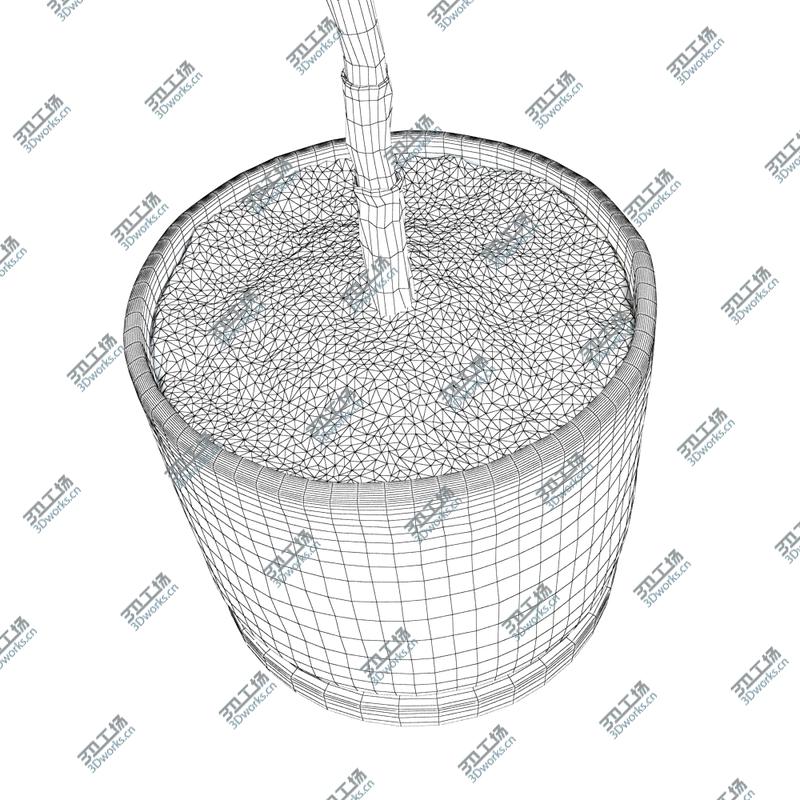 images/goods_img/2021040231/Ficus elastica decora medium/5.jpg